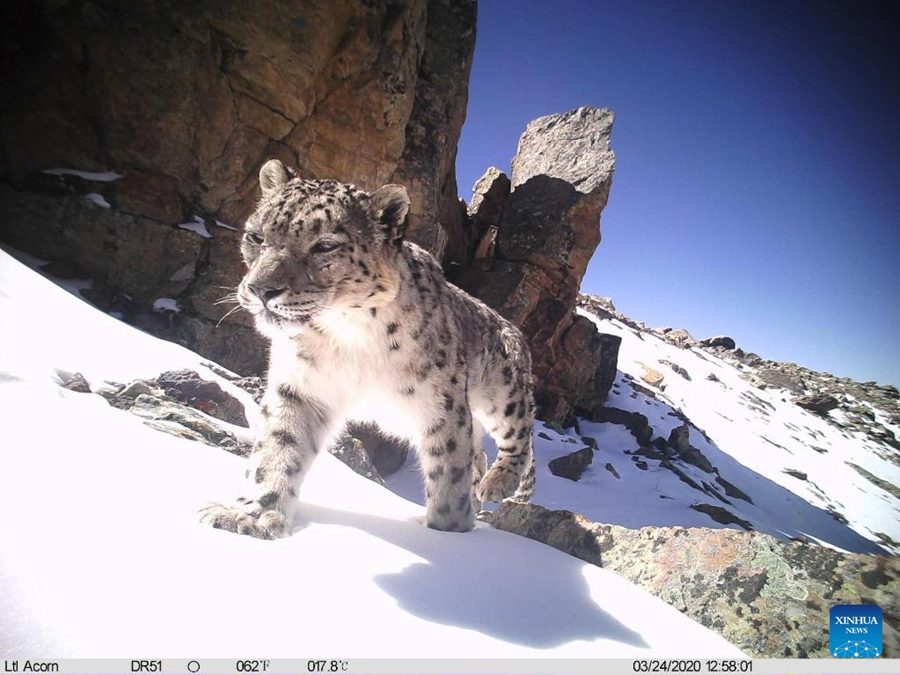 Oltre 100 leopardi delle nevi stimati nella riserva di Qomolangma