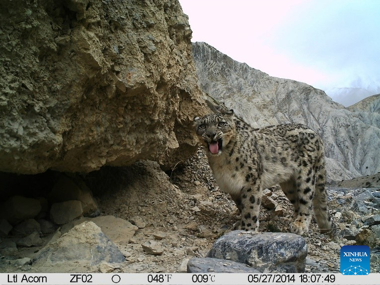 Oltre 100 leopardi delle nevi stimati nella riserva di Qomolangma