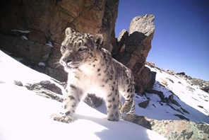 Oltre 100 leopardi delle nevi stimati nella riserva di Qomolangma