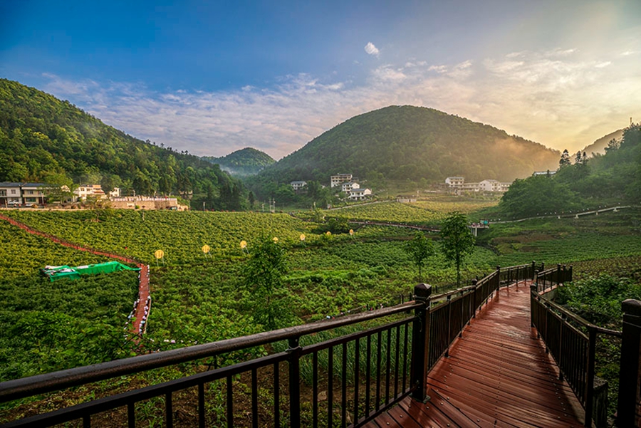 Hubei: la fioritura delle rose rivitalizza l'industria