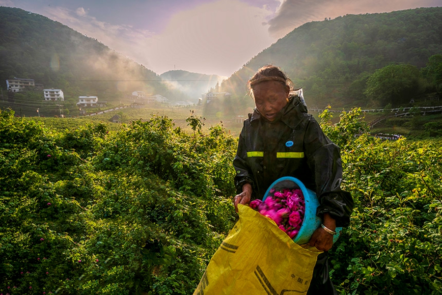 Hubei: la fioritura delle rose rivitalizza l'industria