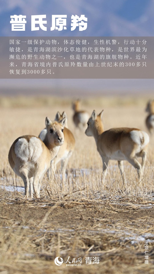 I rari animali e piante del Qinghai