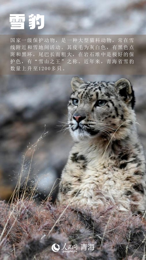 Il leopardo delle nevi, anche conosciuto come il "re delle montagne innevate". Negli ultimi anni, il numero di leopardi delle nevi nella provincia del Qinghai è salito a più di 1.200.