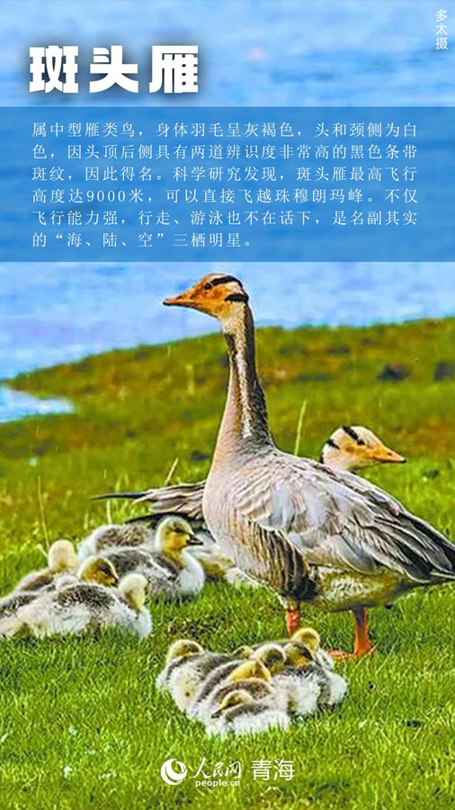 I rari animali e piante del Qinghai