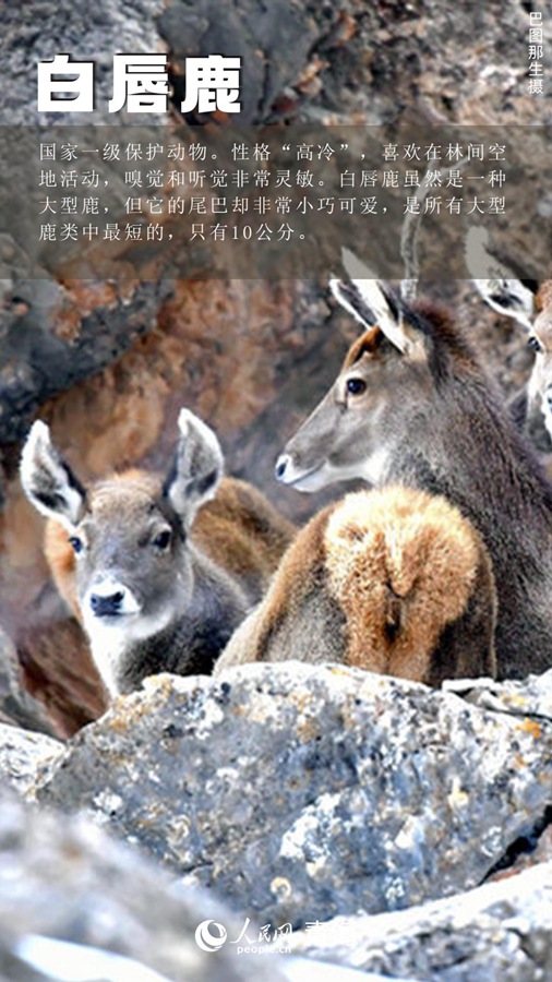 I rari animali e piante del Qinghai