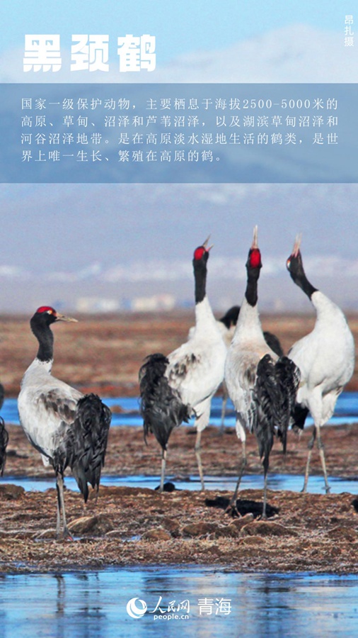 I rari animali e piante del Qinghai