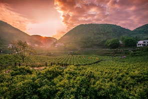 Hubei: la fioritura delle rose rivitalizza l'industria