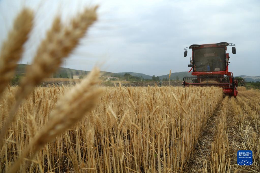 Campi di grano dorati durante la mietitura d'estate