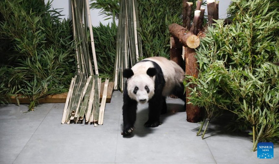 Panda gigante Ya Ya torna allo zoo di Beijing, i cittadini la salutano