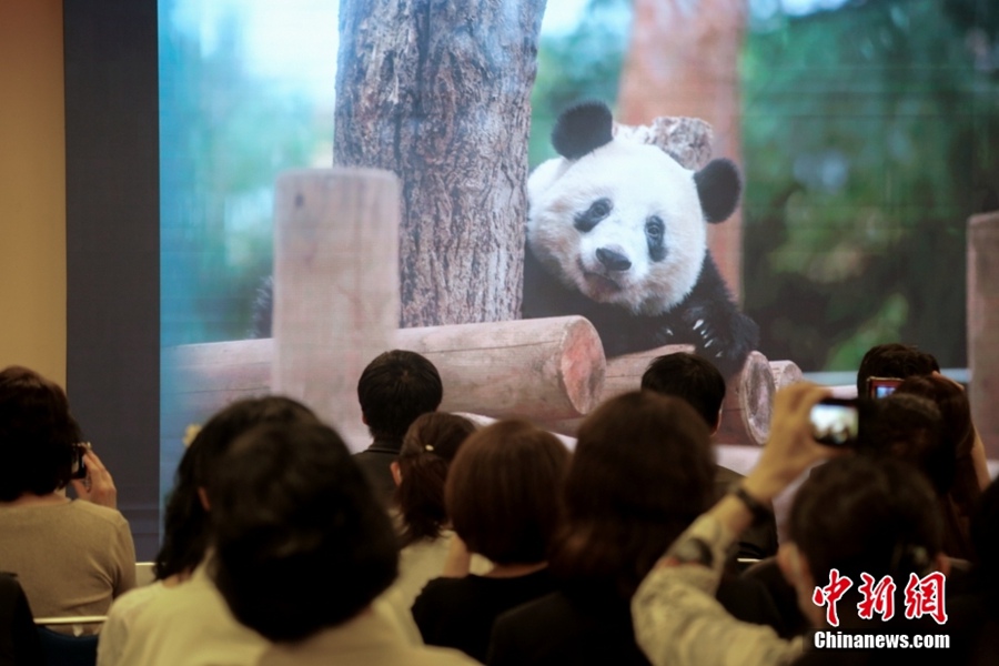 Giappone: festa di compleanno per il panda gigante Xiang Xiang