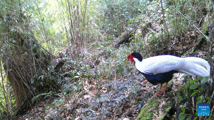 Yunnan: animali avvistati nella Riserva Naturale Nazionale delle Montagne Gaoligong