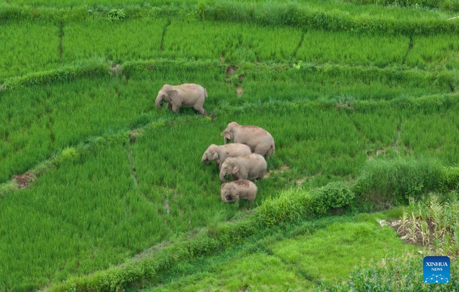 Crescono liberi gli elefanti asiatici selvatici in Cina