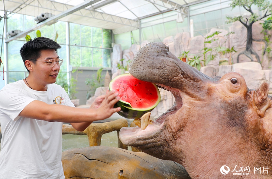 Qingdao, Shandong: animali si rinfrescano in estate