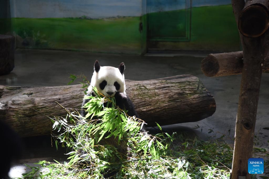 Lo zoo di Taipei festeggia il 19° compleanno del panda gigante proveniente dal continente