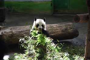 Lo zoo di Taipei festeggia il 19° compleanno del panda gigante proveniente dal continente