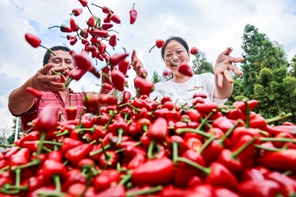 Guizhou, buon raccolto dei peperoni rossi piccanti