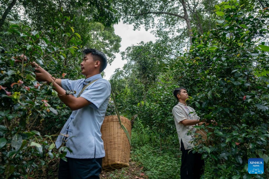 Agricoltori raccolgono foglie di tè in un'antica foresta di tè sul monte Jingmai a Pu'er, nella provincia dello Yunnan. (14 settembre 2023 - Xinhua/Hu Chao)
