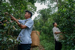 Antiche foreste del tè a Pu'er dichiarate patrimonio dell'umanità