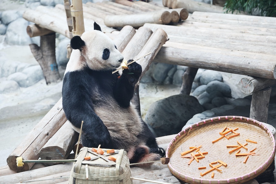 Jiangsu, anche gli animali mangiano torta lunare per la Festa di Metà Autunno