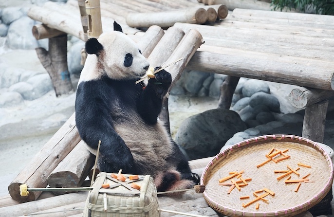 Jiangsu, anche gli animali mangiano torta lunare per la Festa di Metà Autunno