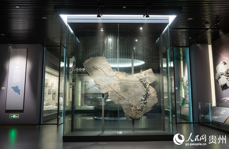 Giornalisti da Paesi eurasiatici viaggiano attraverso il tempo e lo spazio nel Museo Geologico del Guizhou