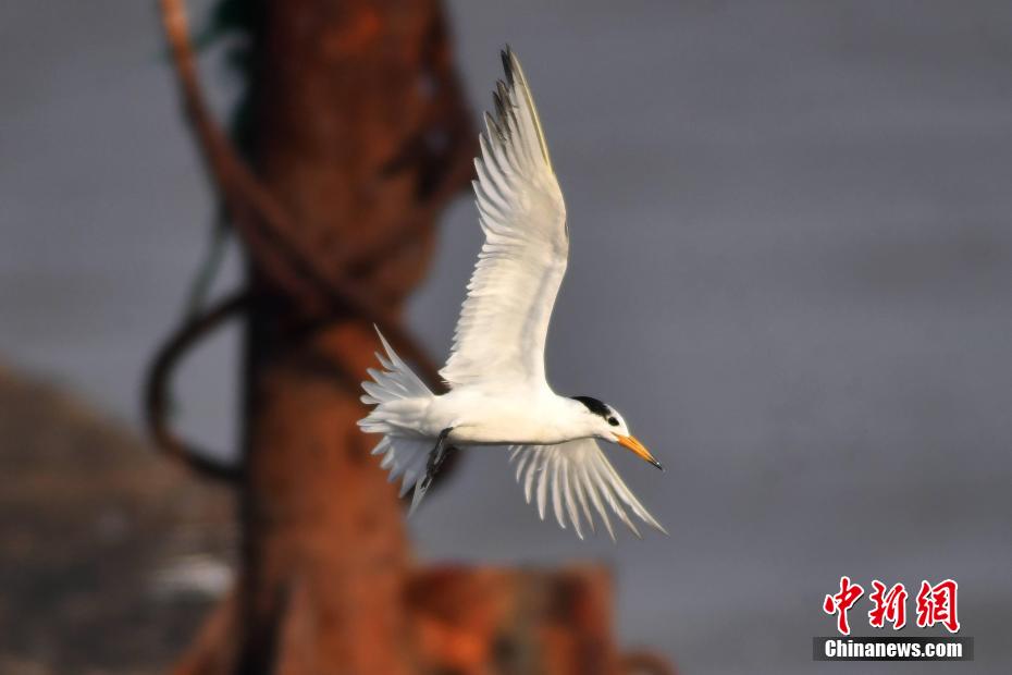 Avvistate a Qingdao sterne crestate cinesi, uccello in grave pericolo di estinzione