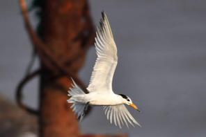 Avvistate a Qingdao sterne crestate cinesi, uccello in grave pericolo di estinzione