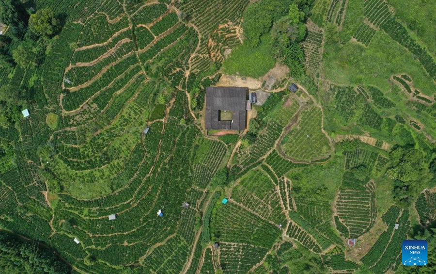 L'industria del tè Liubao fiorisce a Wuzhou
