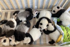 Il numero di panda giganti allevati in cattività presso il Centro di ricerca sui panda giganti di Qinling ha raggiunto 49 esemplari