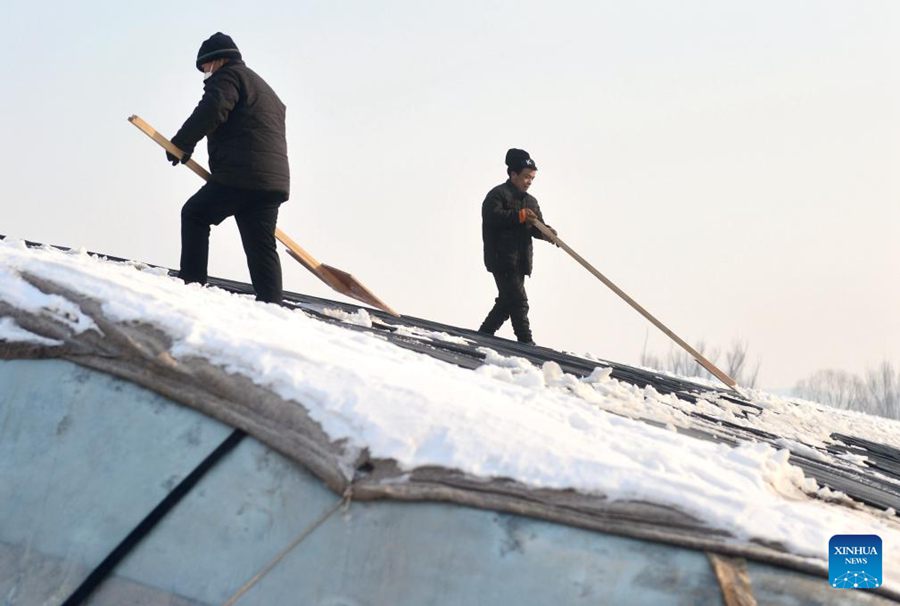 Agricoltori rimuovono la neve da una serra nel villaggio di Nanzuo, nella contea di Yuanshi a Shijiazhuang, nella provincia dello Hebei, nel nord della Cina. (18 dicembre 2023-Xinhua/Wang Xiao)