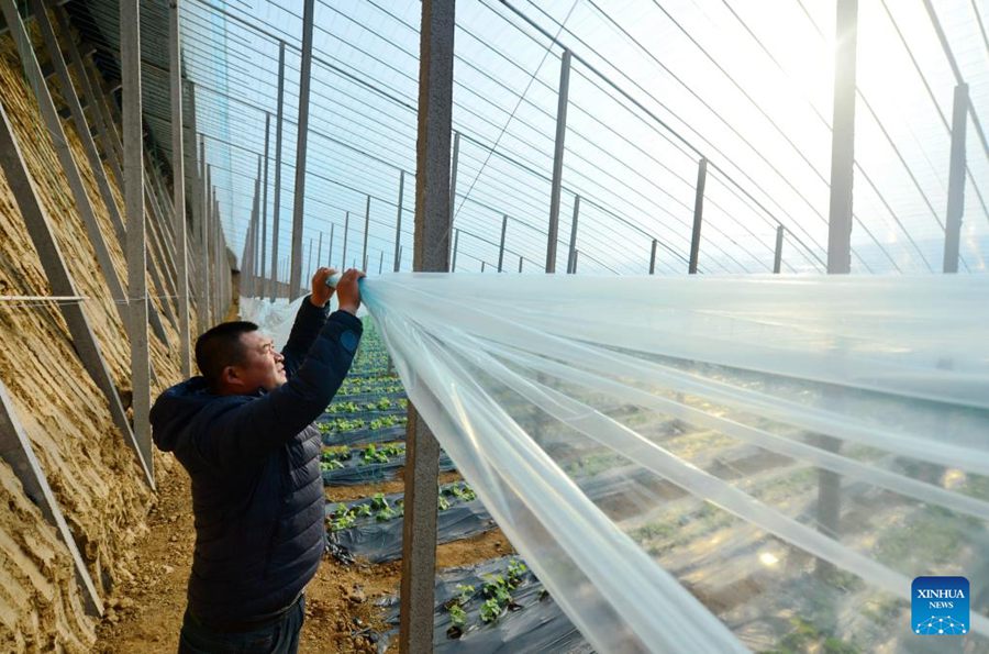 Contea della Cina settentrionale adotta misure per garantire l'approvvigionamento di verdure