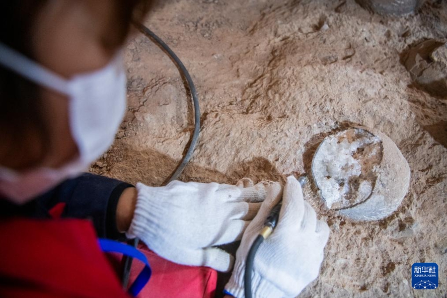 Il personale effettua lavori di restauro in situ sui fossili di uova di dinosauro. (22 dicembre 2023 – Xinhua/Wu Zhizun)