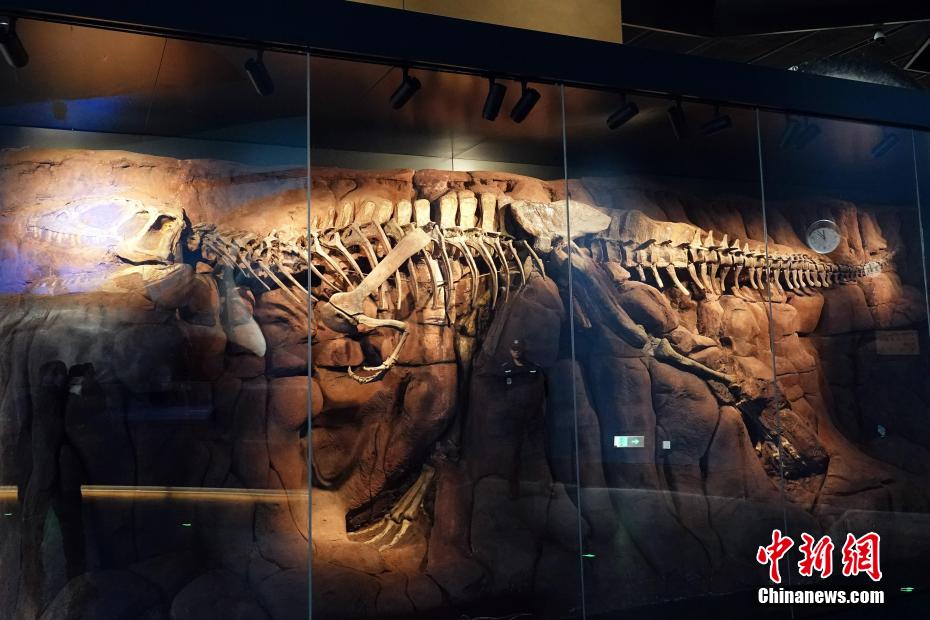 L'unico scheletro fossile del Sinraptor dongi al mondo. (China News Service/Sun Zifa)