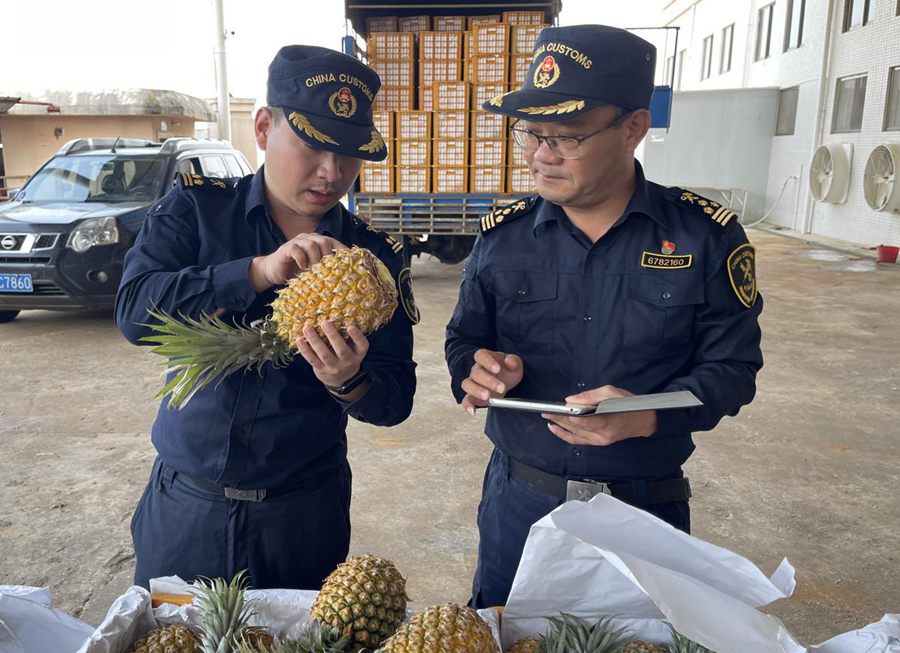 Funzionari doganali ispezionano e mettono in quarantena gli ananas esportati. (Foto in gentile concessione a China Daily)
