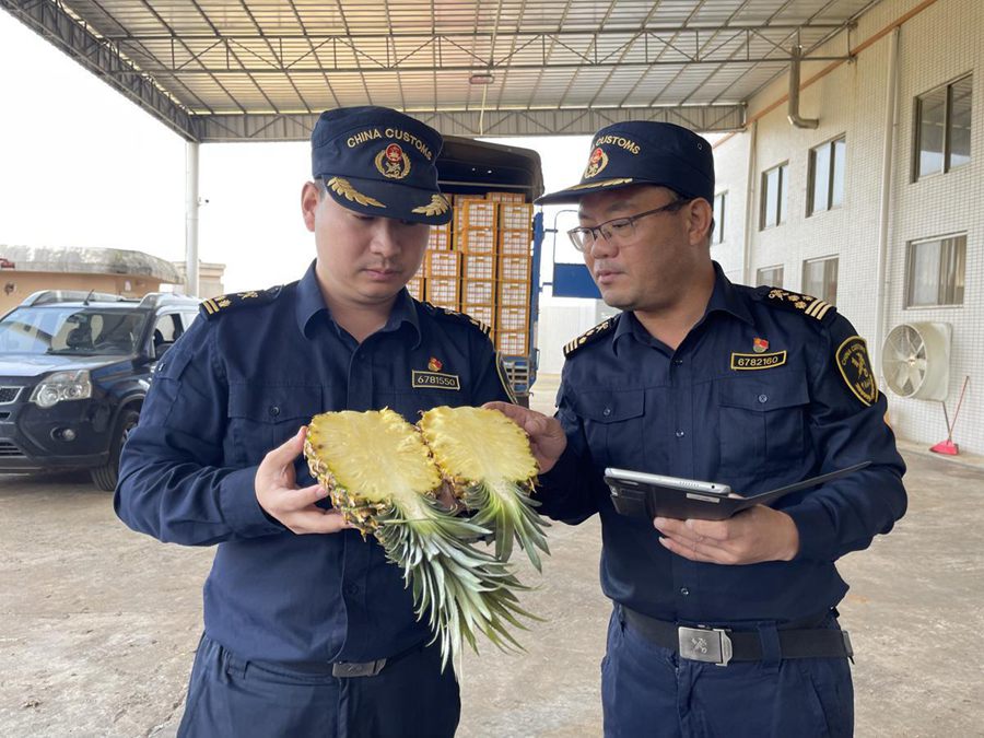 La prima spedizione di ananas dalla contea di Xuwen raggiunge la Repubblica Popolare Democratica di Corea