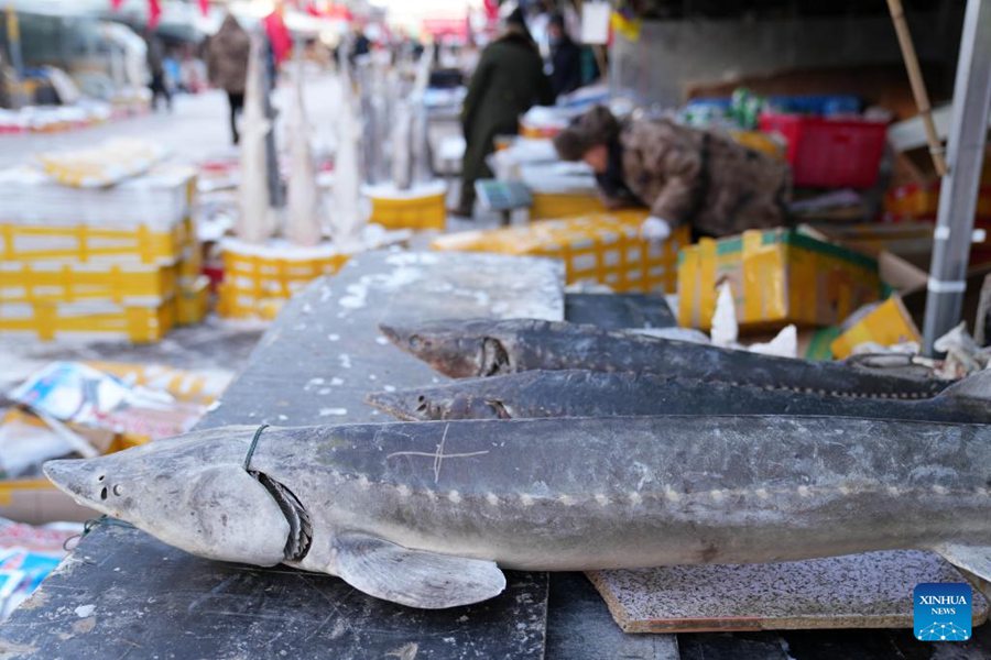 Il mercato ittico di Fuyuan entra nell'alta stagione delle vendite