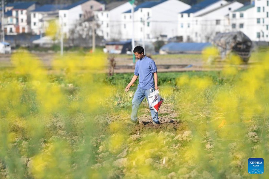 Un agricoltore fertilizza un campo nel villaggio di Manxi, provincia del Guizhou. (18 febbraio 2024 – Xinhua/He Chunyu)