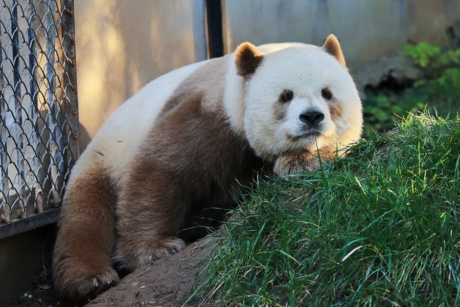 Scienziati scoprono la base genetica che rende alcuni panda marroni