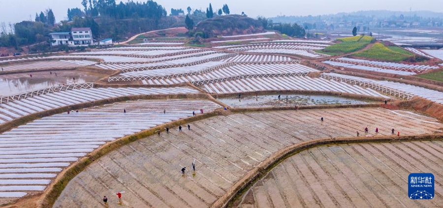 Agricoltori impegnati nelle attività agricole primaverili in tutta la Cina