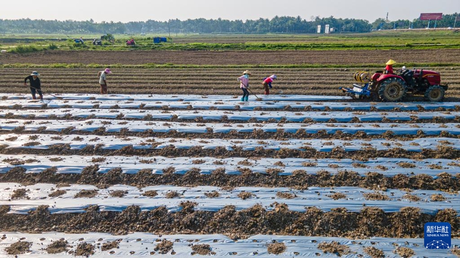 Agricoltori impegnati nelle attività agricole primaverili in tutta la Cina