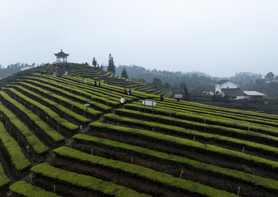 Turisti visitano un giardino a tema tè nel villaggio di Meiling, provincia del Sichuan.  (10 marzo 2024 - Xinhua/Jiang Hongjing)