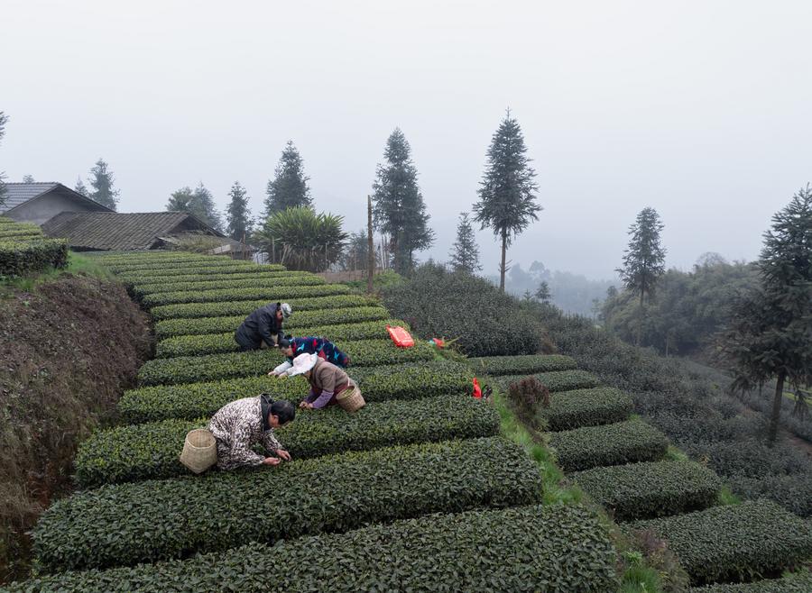 Le industrie del tè potenziano comunità e imprese a Luzhou, Sichuan