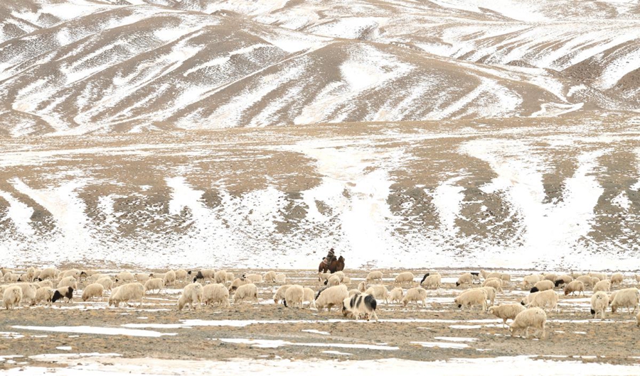 Transumanza primaverile ad Akesai, Gansu