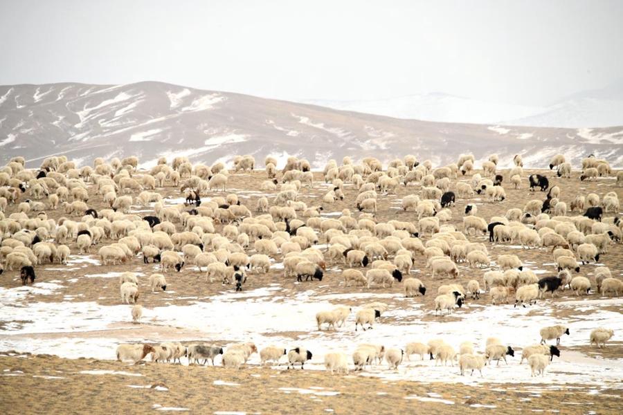 Transumanza primaverile ad Akesai, Gansu