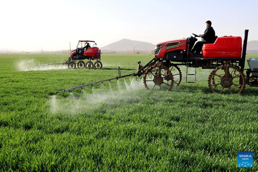 Agricoltori applicano fertilizzante su un campo di grano a Zaozhuang, nella provincia dello Shandong. (19 marzo 2024 – Xinhua/Sun Zhongzhe)