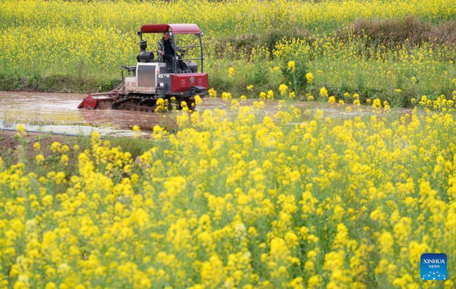 Lavori agricoli primaverili in corso in tutta la Cina