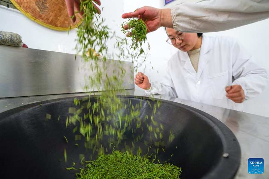 Stagione della raccolta delle foglie di tè Biluochun a Suzhou
