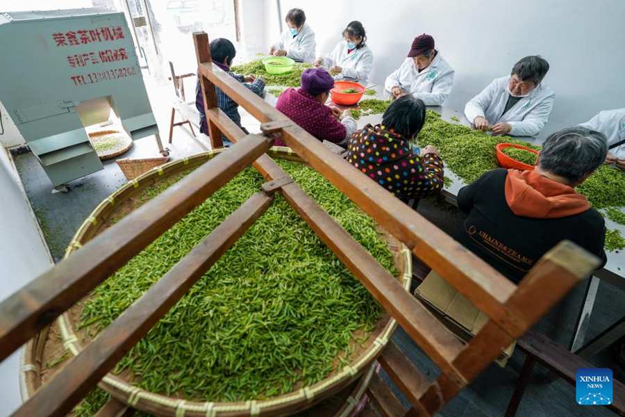 Stagione della raccolta delle foglie di tè Biluochun a Suzhou