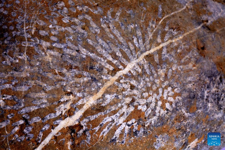 Fossili di corallo rinvenuti nella Cina centrale