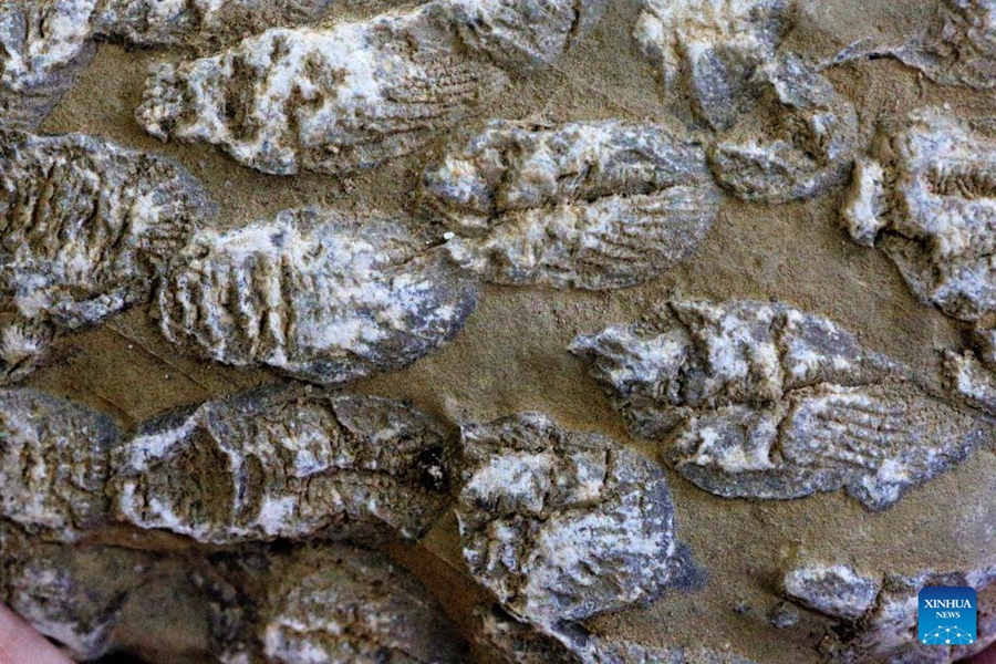Fossili di corallo rinvenuti nella Cina centrale